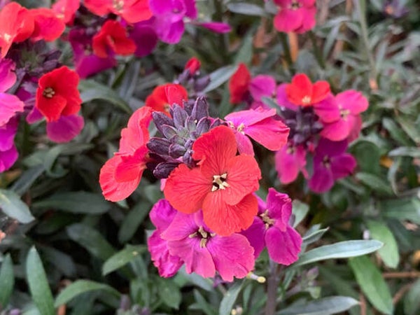 Erysimum ‘Red Jep’