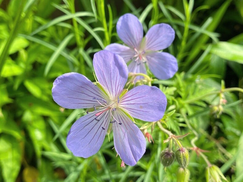 Geranium ‘Blue Cloud’