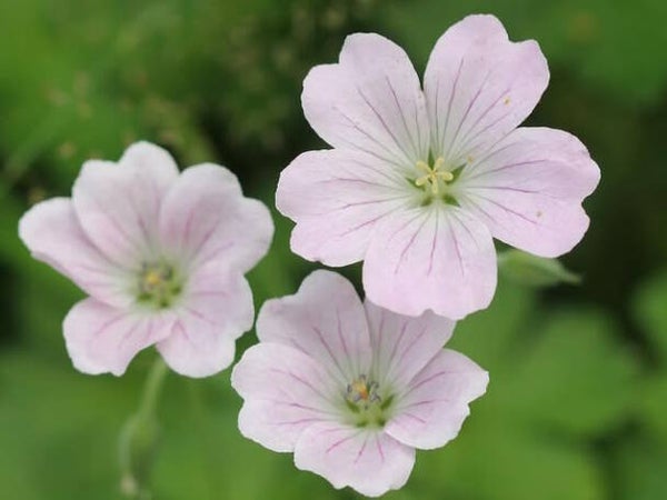 Geranium ‘Dreamland’