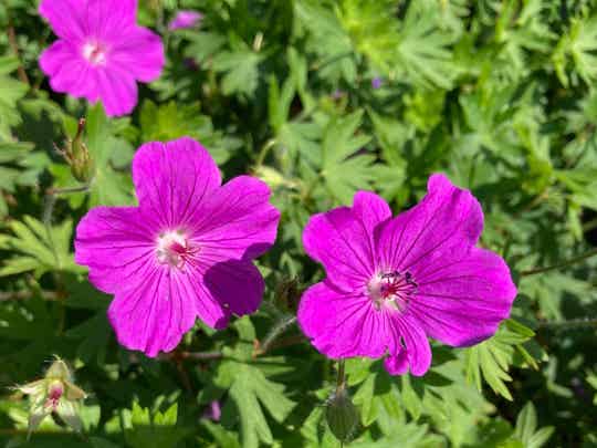 Geranium ‘Tiny Monster’