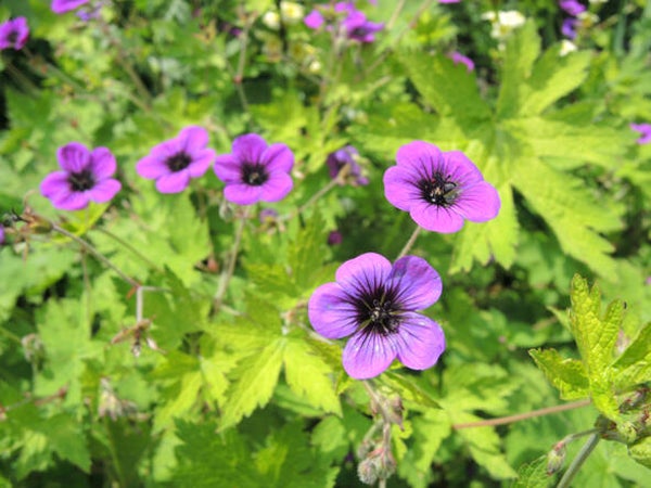 Geranium ‘Ann Folkard’