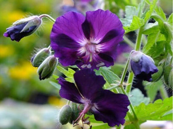Geranium phaeum ‘Raven’