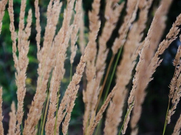 Calamagrostis acut. ‘Karl Foerster’