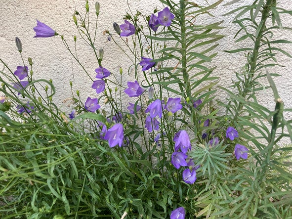 Campanula rotundifolia