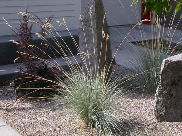 Helictotrichon sempervirens