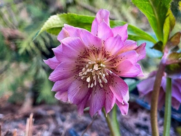 Helleborus or. ‘Double Ellen Pink’