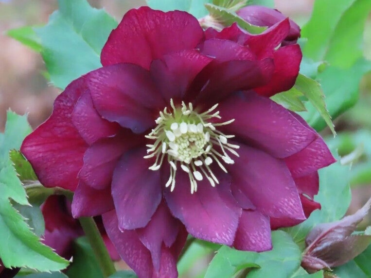 Helleborus or. ‘Double Ellen Red’