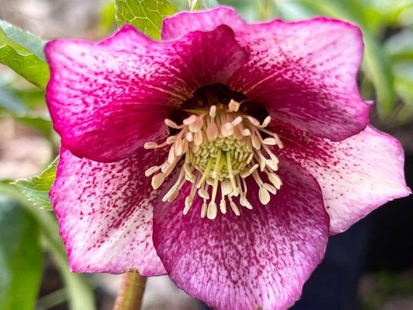 Helleborus or. ‘Pretty Ellen Spotted’