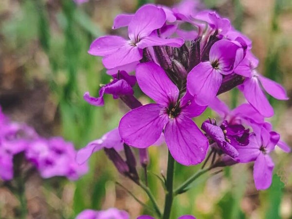 Hesperis matronalis