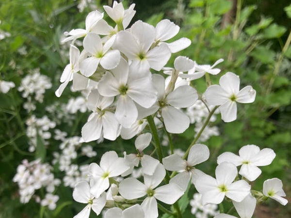 Hesperis matronalis ‘Alba’