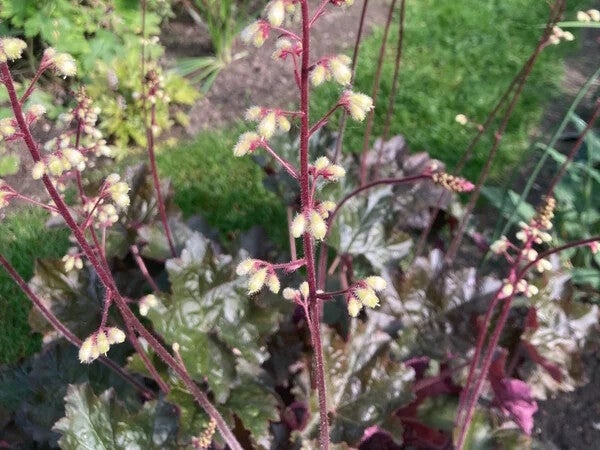 Heuchera ‘Harry Hay’
