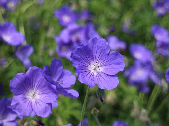 Geranium ‘Eureka Blue’