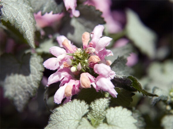 Lamium mac. ‘Pink Pewter’