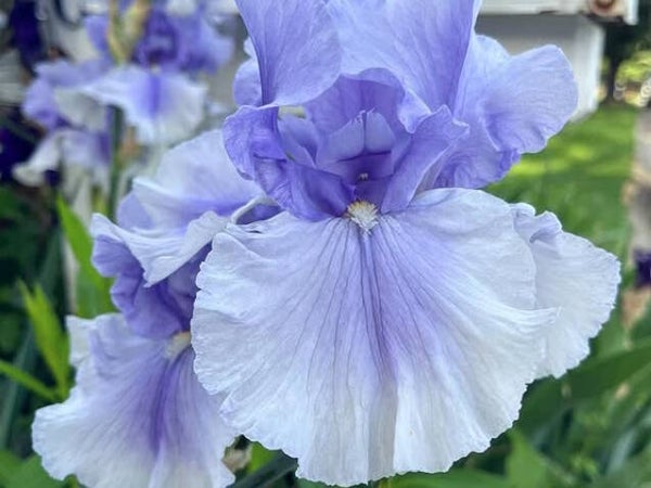 Iris germanica ‘Babbling Brook’