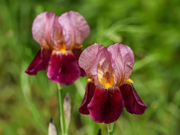 Iris germanica ‘Indian Chief’