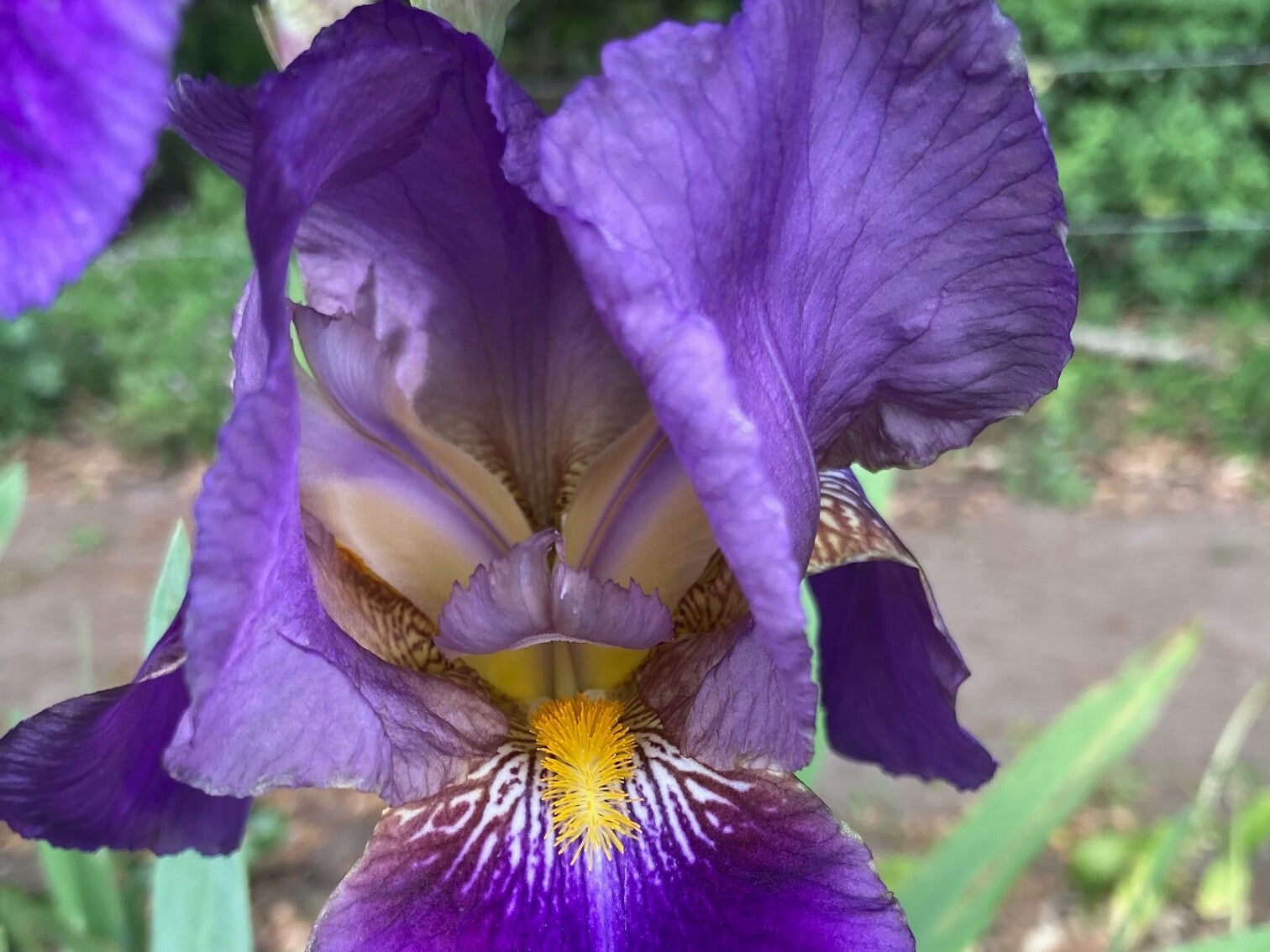 Iris germanica ‘Lent A. Williamson’