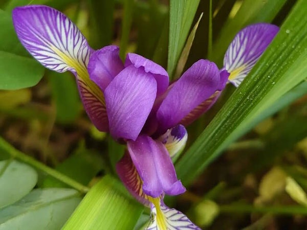Iris graminea 'Compact Form'