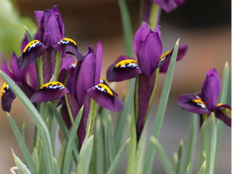 Iris reticulata ‘J.S. Dijt’