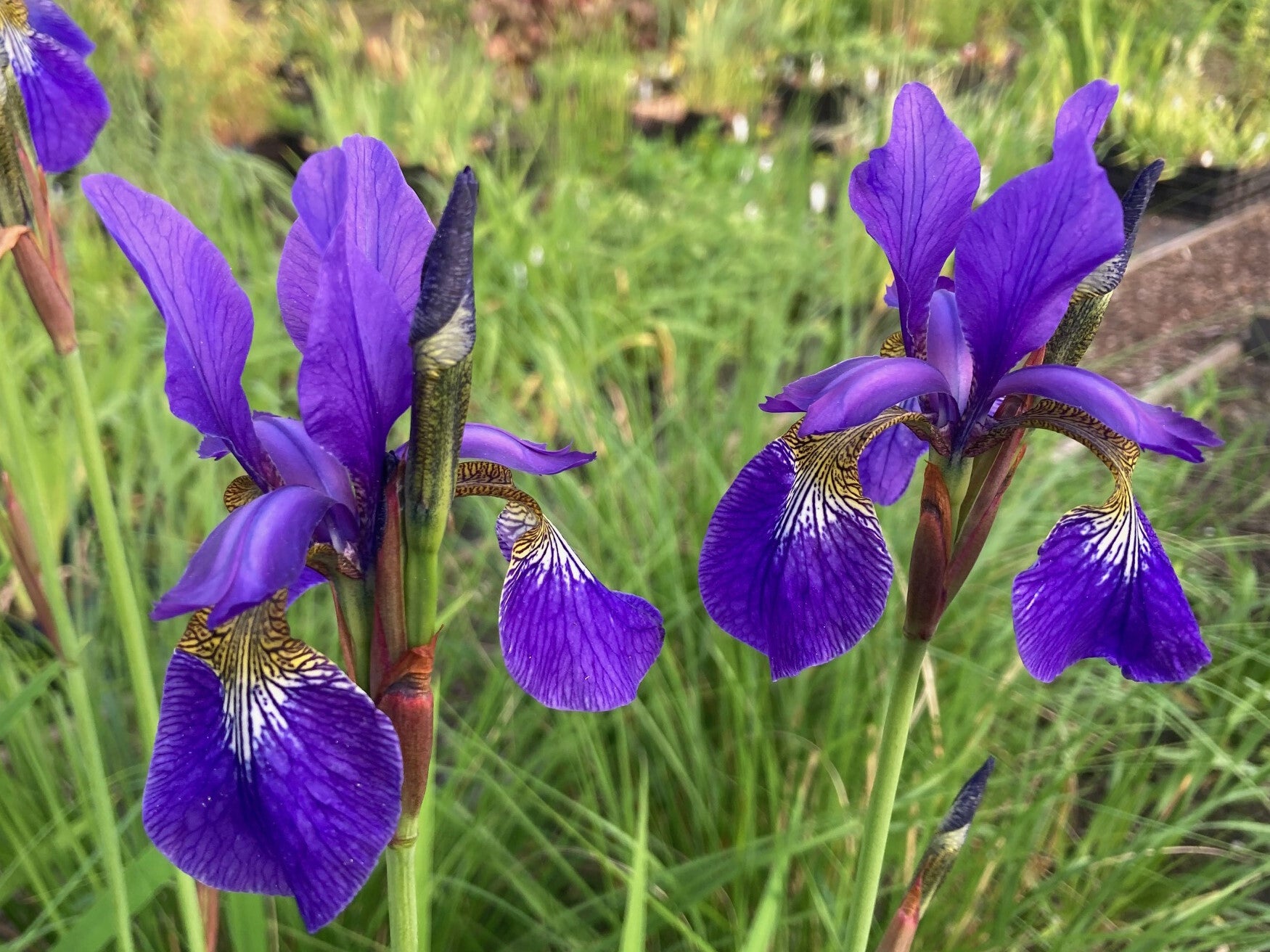 Iris sibirica ‘Blue King’