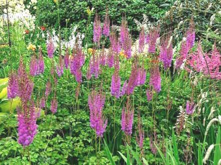 Astilbe chin. ‘Superba’