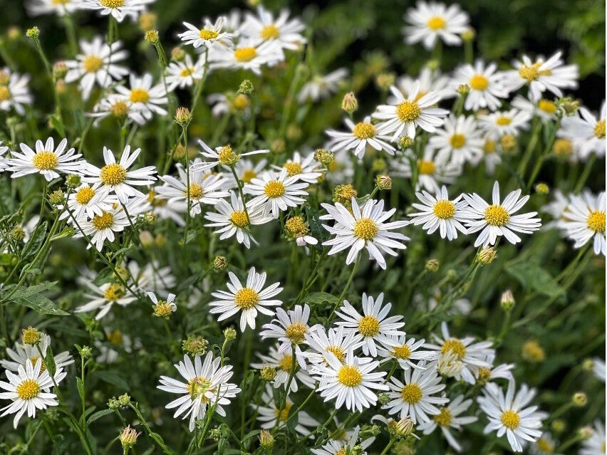 Kalimeris incisa ‘Alba’