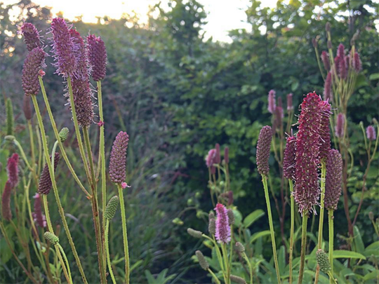 Sanguisorba ‘Blackthorn’