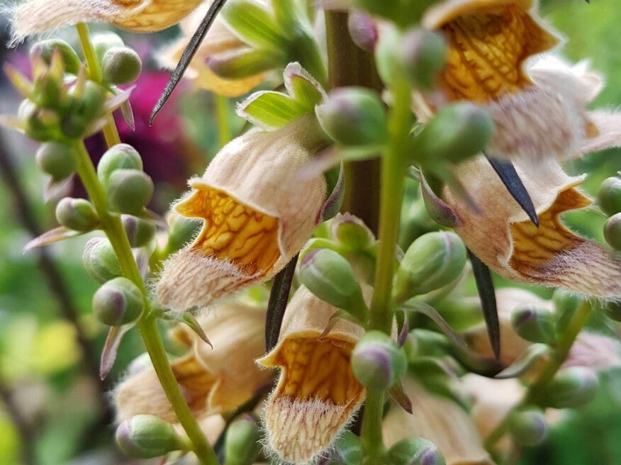 Digitalis ferruginea ‘Gelber Herold’