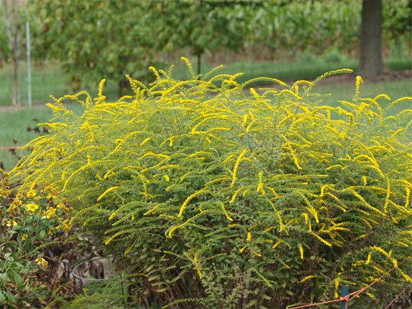 Solidago rugosa ‘Fireworks’