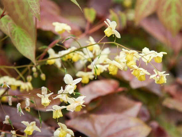 Epimedium × versicolor ‘Sulphureum’