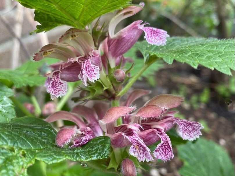 Lamium orvala