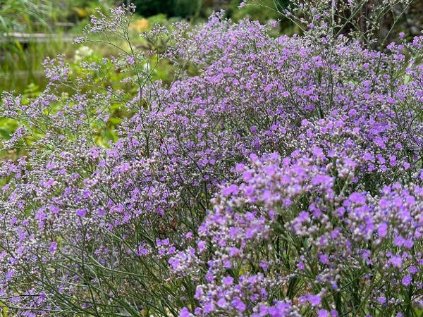 Limonium latifolium 'Violetta'