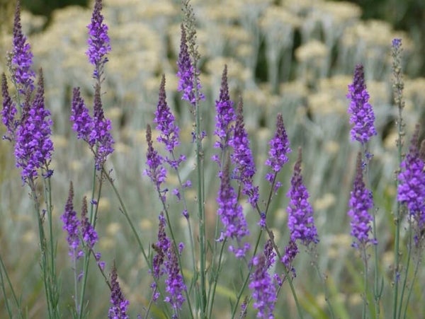 Linaria purpurea