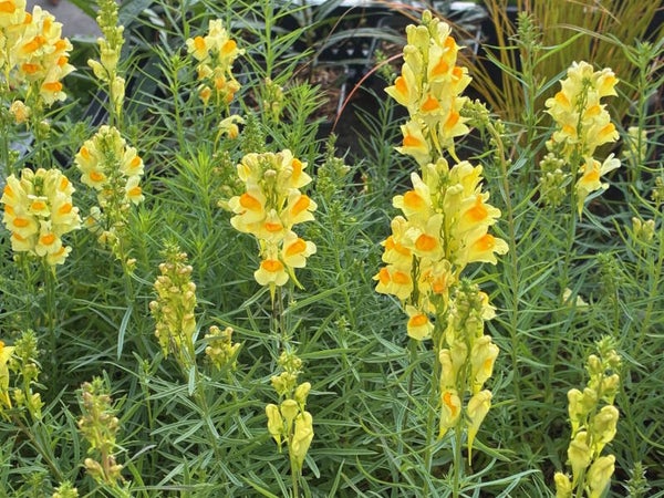 Linaria vulgaris