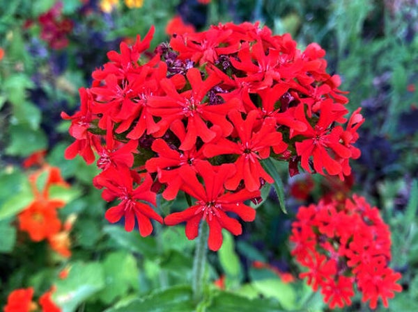 Lychnis chalcedonica