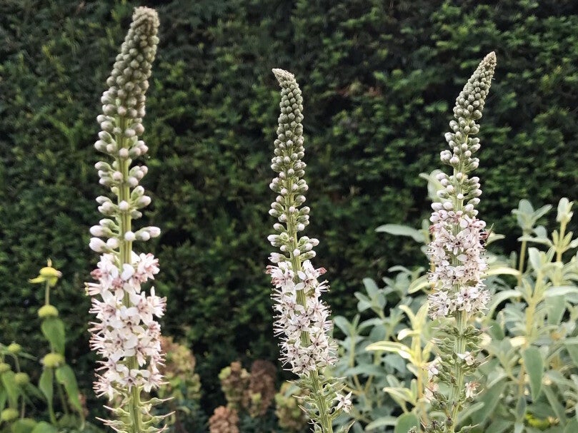 Lysimachia ephemerum