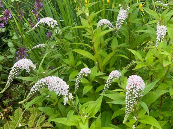 Lysimachia clethroides