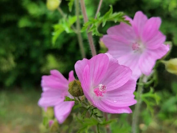 Malva moschata ‘Rosea’