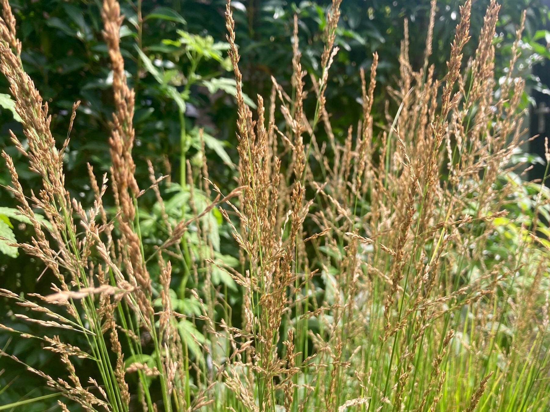 Molinia caerulea ‘Heidezwerg’