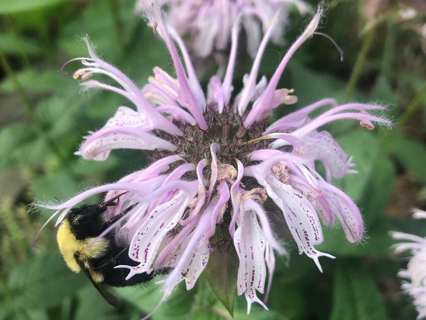 Monarda bradburiana ‘Maramek’