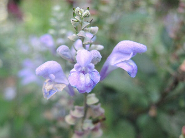 Scutellaria incana