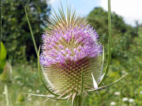 Dipsacus fullonum
