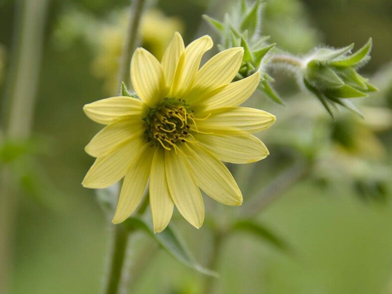 Silphium mohrii