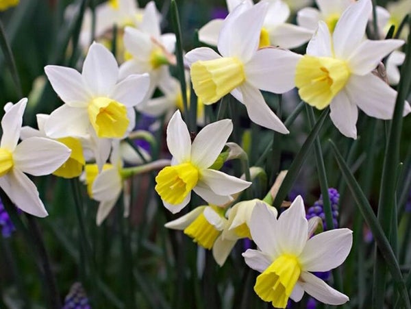 Narcissus 'Sailboat'