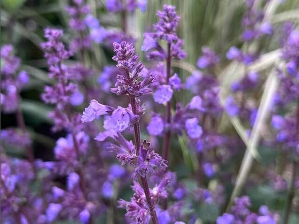 Nepeta ‘Cat's pajamas’
