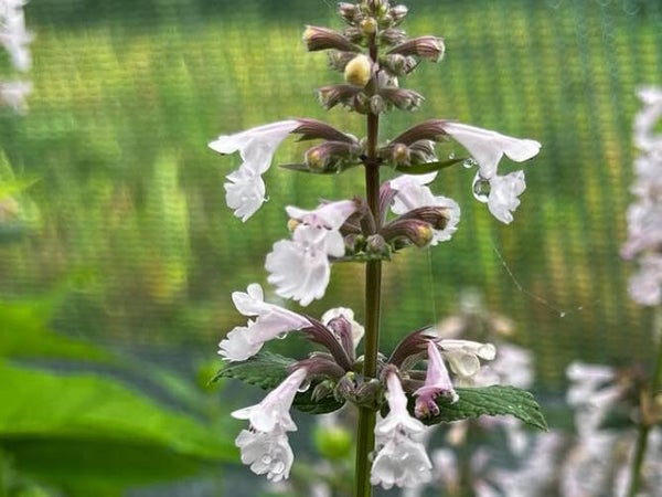 Nepeta ‘Dawn to Dusk’