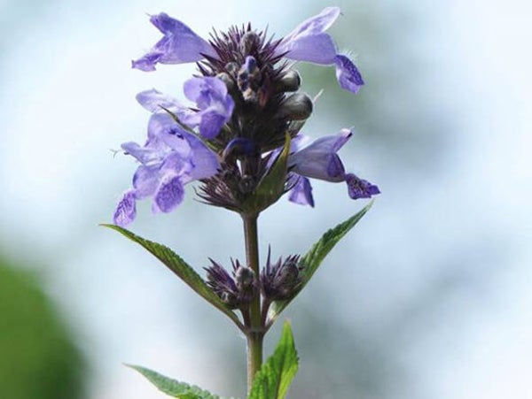 Nepeta kubanica