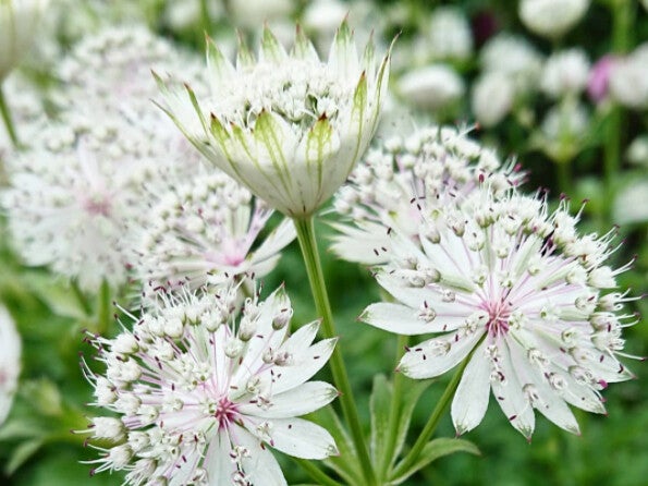 Astrantia major ‘Shaggy’