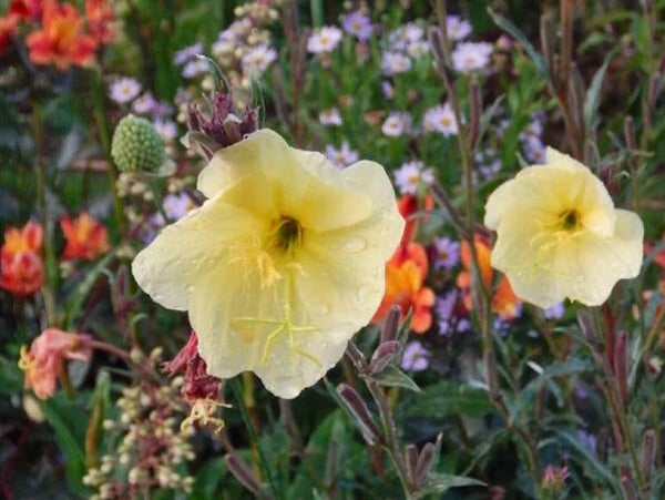 Oenothera odorata 'Sulphurea'