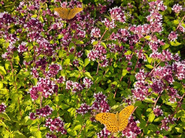 Origanum vulgare