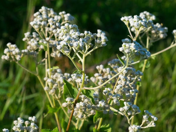 Parthenium integrifolium